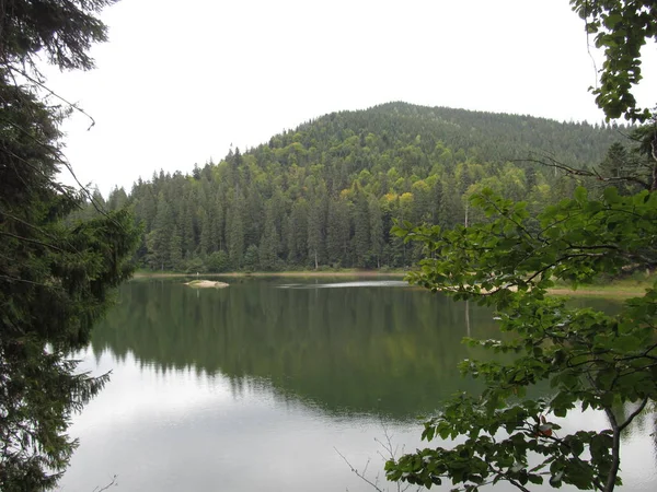 Köknar orman orman Gölü kıyısında kayalık