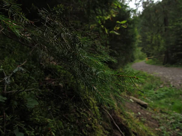 Грязная дорога через сосновый лес — стоковое фото