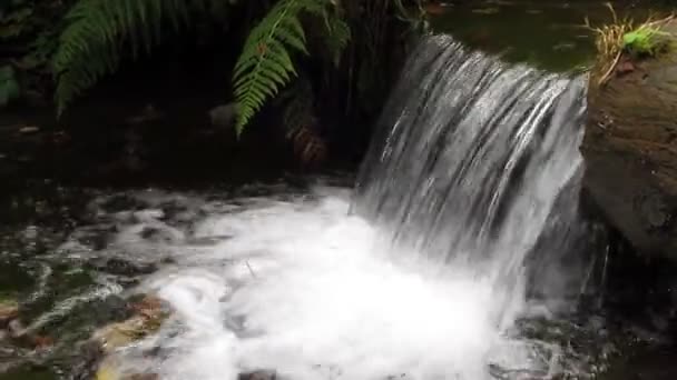 Cachoeira de um pequeno discurso de montanha dos Cárpatos — Vídeo de Stock