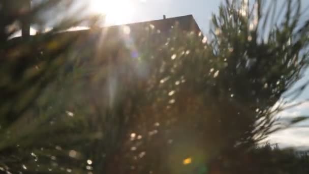 Коттедж через зеленые иголки сосны . — стоковое видео