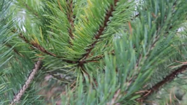 Cottage through the green needles of pine. — Stock Video