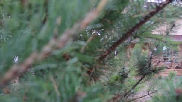 Коттедж через зеленые иголки сосны . — стоковое видео