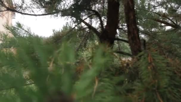 Cottage through the green needles of pine. — Stock Video