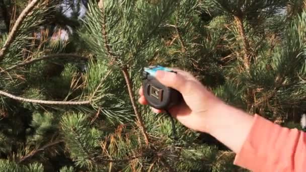 Medição de ramos de pinho com uma fita métrica de construção na floresta . — Vídeo de Stock
