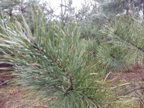 Pino joven en el bosque después de la lluvia —  Fotos de Stock