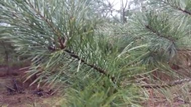 Genç ormanda yağmur sonra çam..