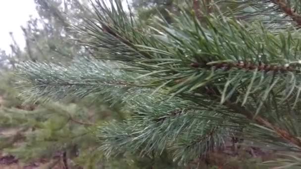 Pino Joven Bosque Después Lluvia — Vídeos de Stock