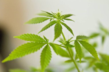 Yerli esrar. Esrar saksının içinde. Doğada çiçek açan Marijuana bitkisi