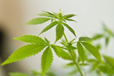 Yerli esrar. Esrar saksının içinde. Doğada çiçek açan Marijuana bitkisi