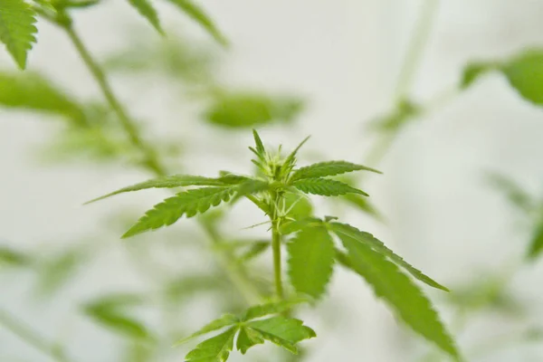 Marihuana aus eigenem Anbau. Cannabis im Blumentopf. Blühende Marihuana-Pflanze in der Natur — Stockfoto