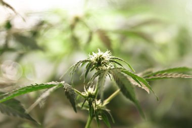 Yerli esrar. Esrar saksının içinde. Doğada çiçek açan Marijuana bitkisi