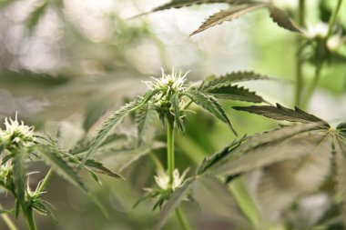 Yerli esrar. Esrar saksının içinde. Doğada çiçek açan Marijuana bitkisi