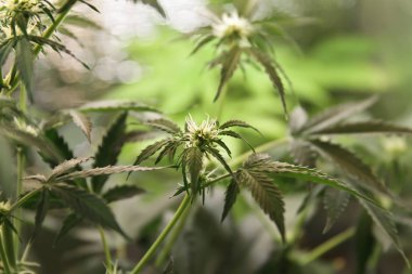 Yerli esrar. Esrar saksının içinde. Doğada çiçek açan Marijuana bitkisi