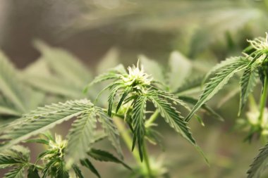 Yerli esrar. Esrar saksının içinde. Doğada çiçek açan Marijuana bitkisi