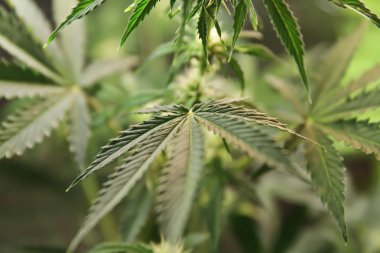 Yerli esrar. Esrar saksının içinde. Doğada çiçek açan Marijuana bitkisi