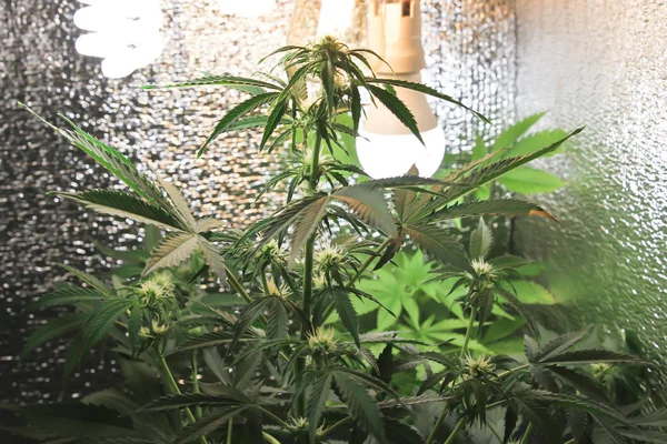 Home-grown marijuana. Cannabis in the flowerpot. Blooming Marijuana plant in nature — Stock Photo, Image