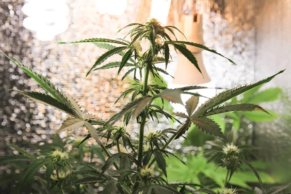 Yerli esrar. Esrar saksının içinde. Doğada çiçek açan Marijuana bitkisi