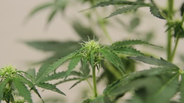 Marihuana cultivada en casa. Cannabis en la maceta. Floreciente planta de marihuana en la naturaleza — Vídeo de stock