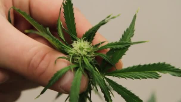 Home-grown marijuana. Cannabis in the flowerpot. Blooming Marijuana plant in nature — Stock Video