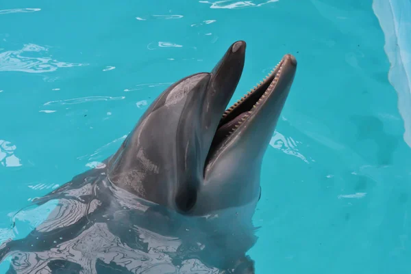 Feliz baño de sol de delfines — Foto de Stock