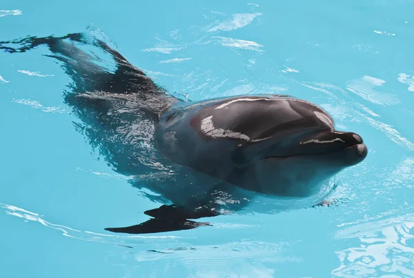 Feliz baño de sol de delfines — Foto de Stock