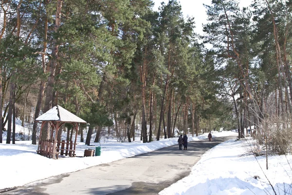 İnsanlar Kiev bir bahar Parkı yürüyor. Orman yolu kışın