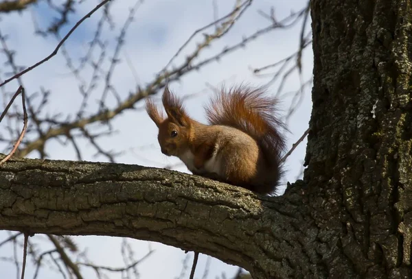 Squirrel eats on the tree