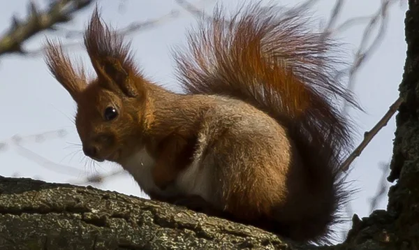 Eichhörnchen frisst am Baum — Stockfoto
