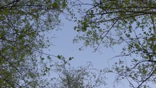 蓝天背景下的一棵幼树树枝的底部观景 — 图库视频影像