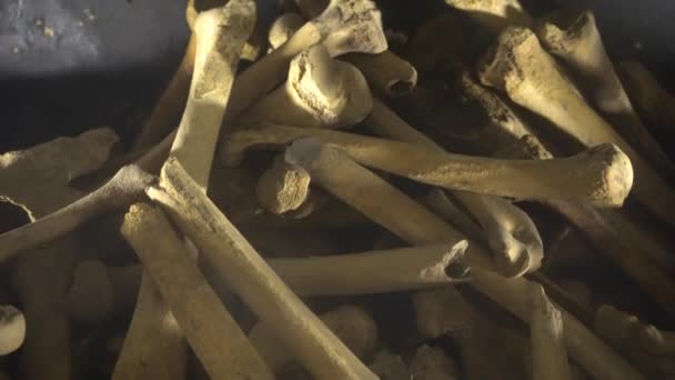 Huesos Humanos Cráneo Una Tumba — Vídeo de stock