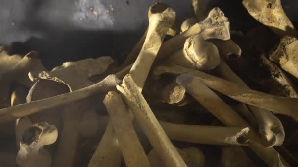 Huesos Humanos Cráneo Una Tumba — Vídeo de stock