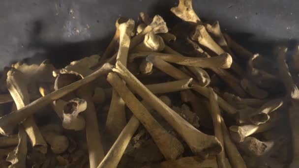墓の中の人間の骨と頭蓋骨 — ストック動画