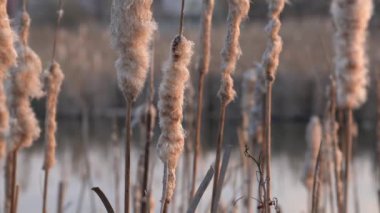 Çiçekli kedi kuyruğu, bahar gölünde sazlıklar.