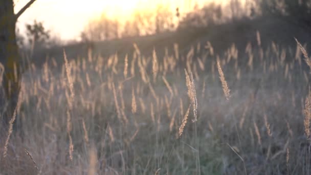 Stengels Van Gras Een Zonsondergang Achtergrond — Stockvideo