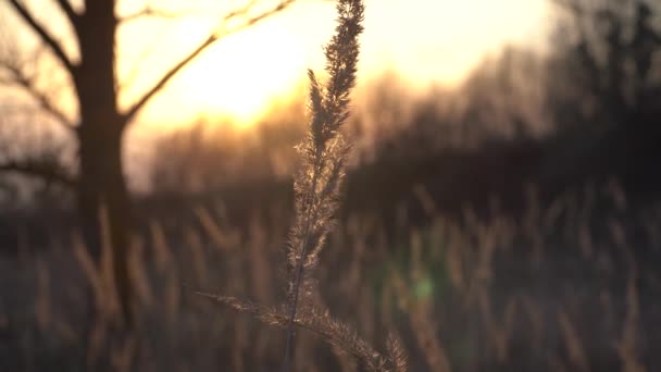 Stengels Van Gras Een Zonsondergang Achtergrond — Stockvideo