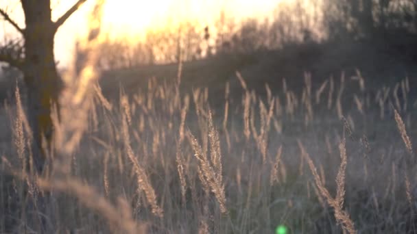 Tiges Herbe Sur Fond Coucher Soleil — Video