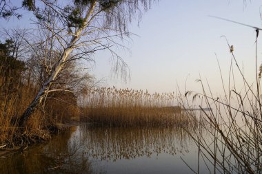 Nehir, akşam güneşinin altında kamış gibi..