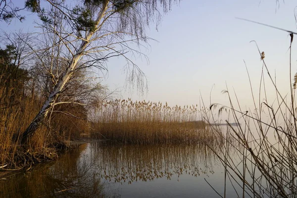 Nehir, akşam güneşinin altında kamış gibi..