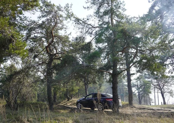森の中の車だ 生態学 松の間の車 — ストック写真