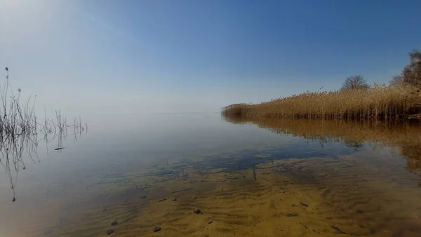 Říční Rákosí Paprscích Večerního Slunce — Stock fotografie