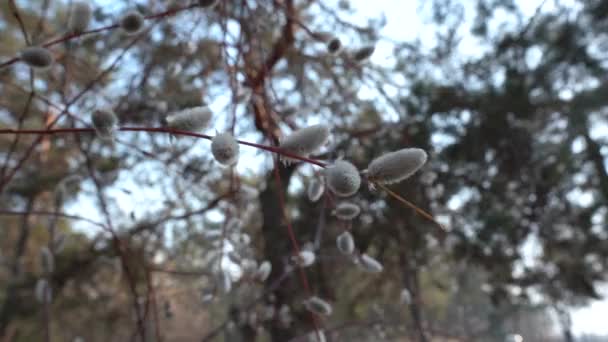 Pinos Contra Cielo Azul Vista Los Pinos Bosque Cielo Azul — Vídeos de Stock