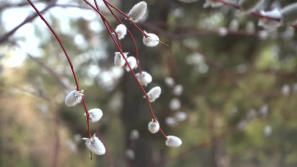 Des Pins Contre Ciel Bleu Vue Des Pins Dans Forêt — Video