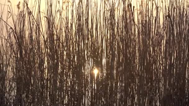 River Reeds Rays Evening Sun — Stock Video