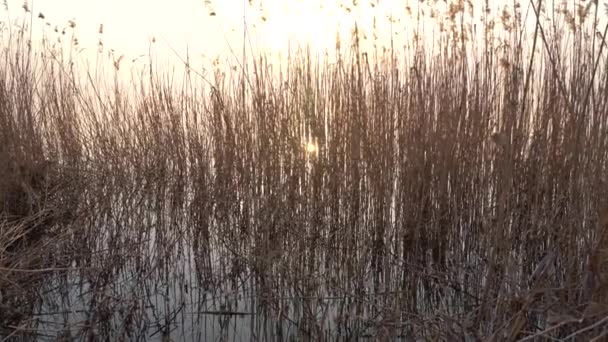 Nehir Akşam Güneşinin Altında Kamış Gibi — Stok video
