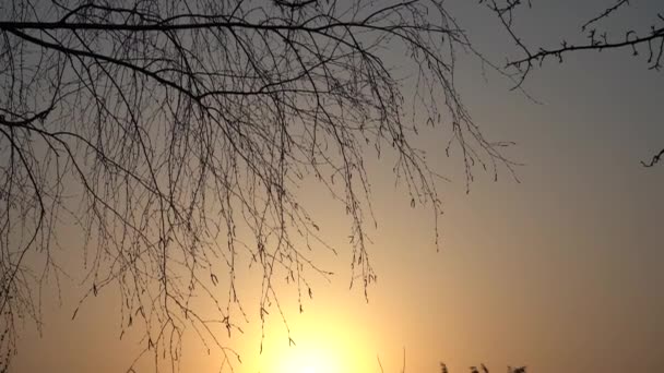 夕方の太陽の光の中で川の葦 — ストック動画