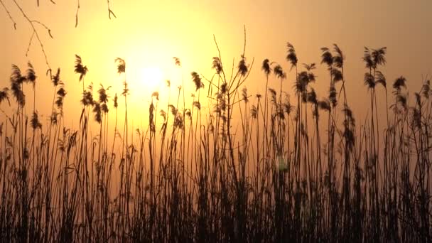 Canne Fluviali Raggi Del Sole Della Sera — Video Stock