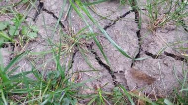 Çimenler ve yeşil bitkiler kuraklık sırasında büyür. Kuru toprak. Avrupa 'da kuraklık. İklim değişikliği..