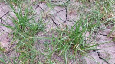 Çimenler ve yeşil bitkiler kuraklık sırasında büyür. Kuru toprak. Avrupa 'da kuraklık. İklim değişikliği..