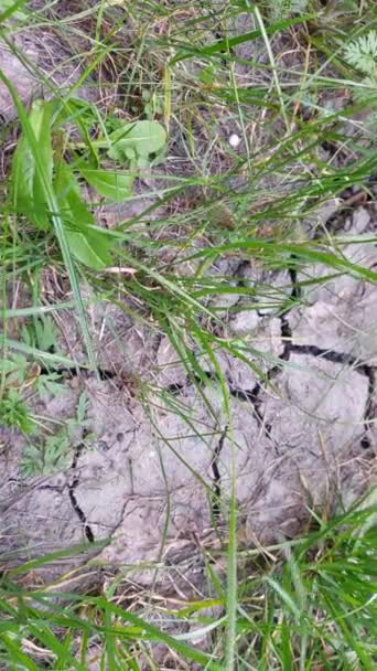 Erba Piante Verdi Crescono Durante Una Siccità Terra Ferma Siccità — Video Stock