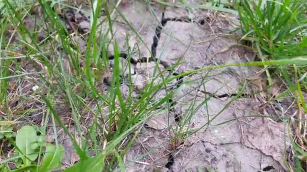 Während Einer Dürre Wachsen Gras Und Grünpflanzen Trockenes Land Dürre — Stockvideo